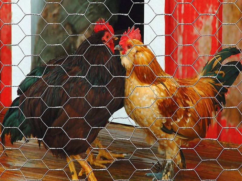Two chickens are enclosed in a chicken wire fence