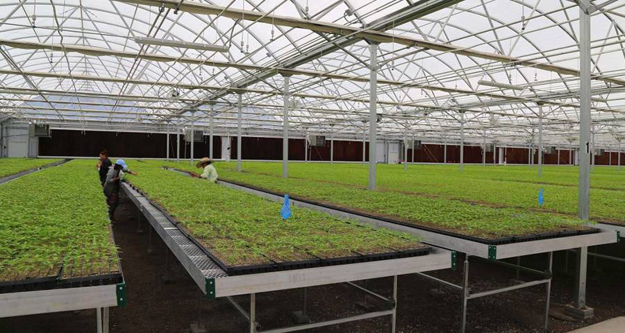 Seedlings placed in expanded metal seedbeds in the greenhouse