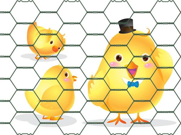 Three chickens are seen through chicken wire mesh