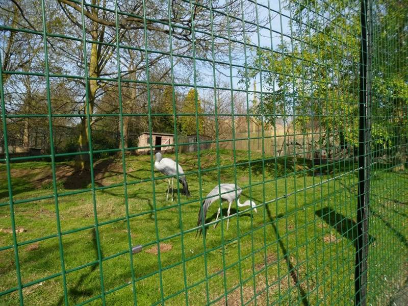 Green PVC welded wire mesh for zoo fencing